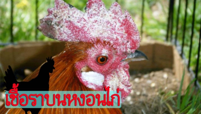 อันตราย! ระวังเชื้อราปนเปื้อนในอาหารไก่